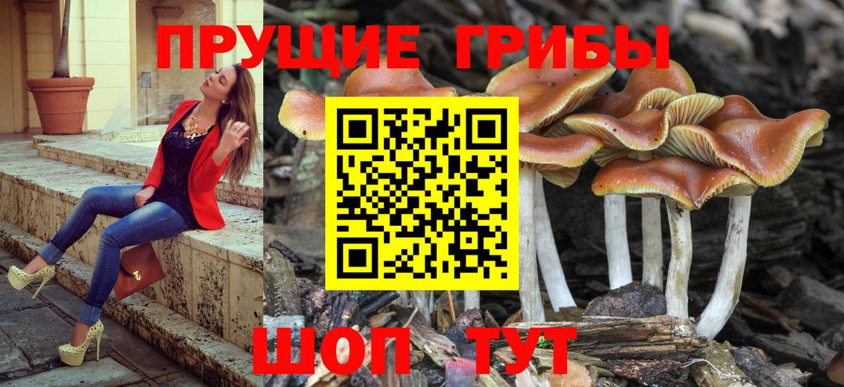 Дмитров  Псилоцибиновые грибы MAGIC MUSHROOMS  Вход с VPN 
